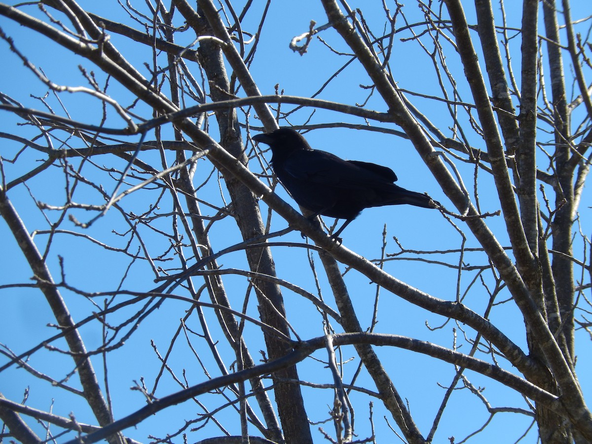 Fish Crow - ML150035581