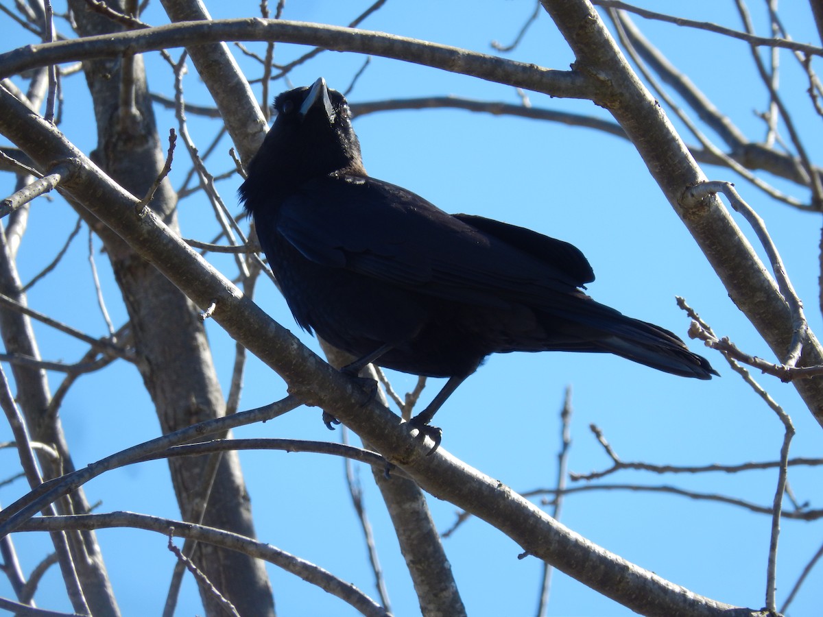 Fish Crow - ML150035601