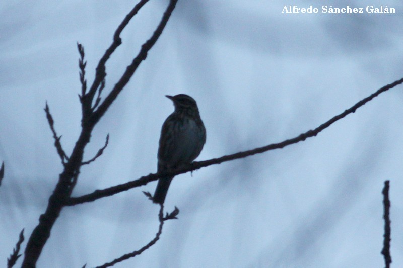 Redwing - ML150036761