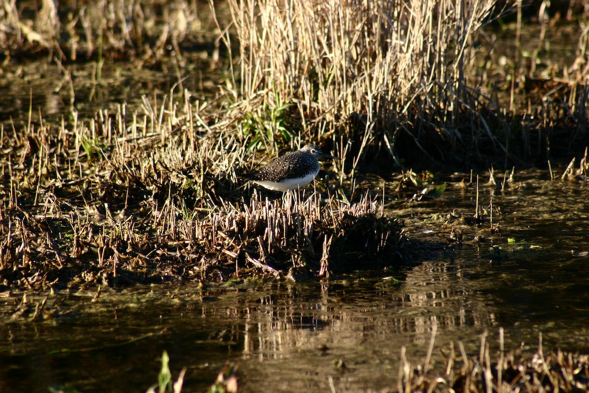 Waldwasserläufer - ML150037171