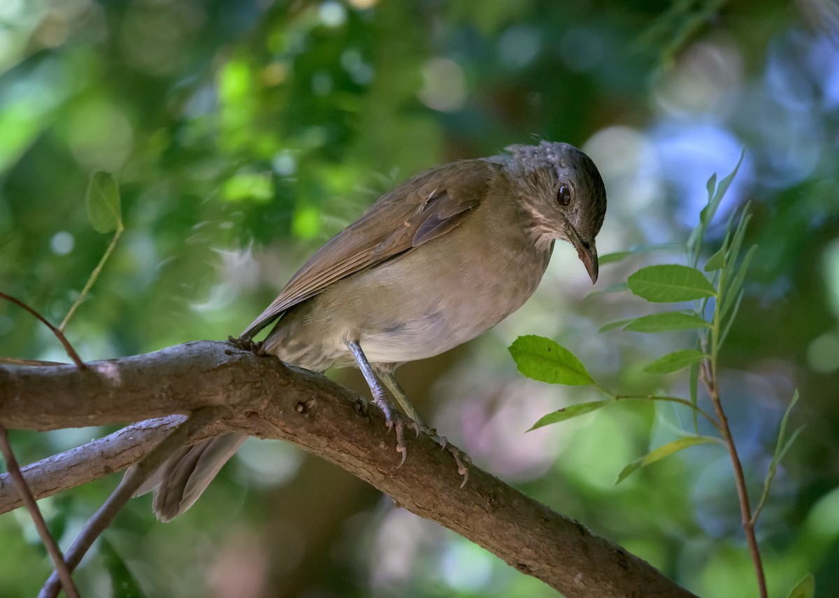 Pale-breasted Thrush - ML150037911