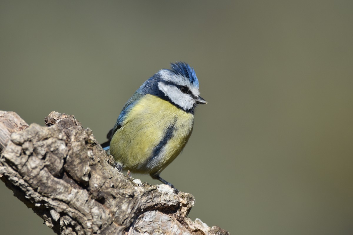 Mésange bleue - ML150038591