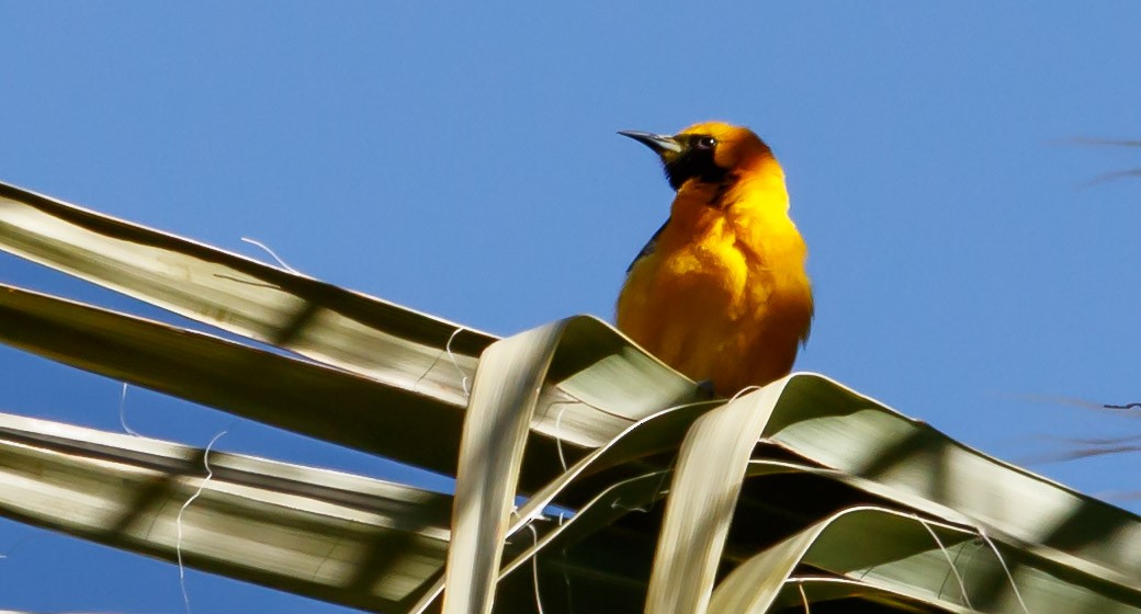 Hooded Oriole - ML150039561