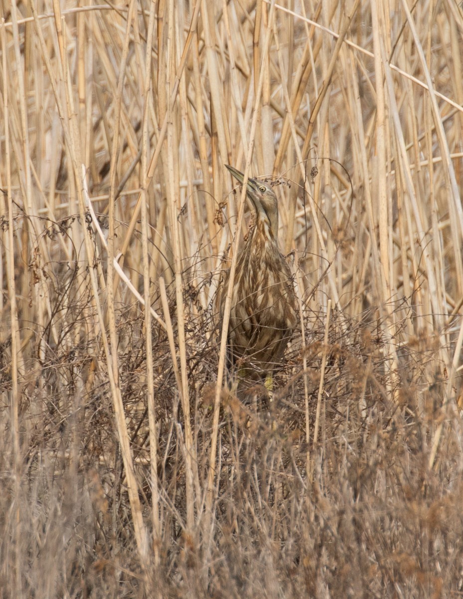 American Bittern - ML150040401