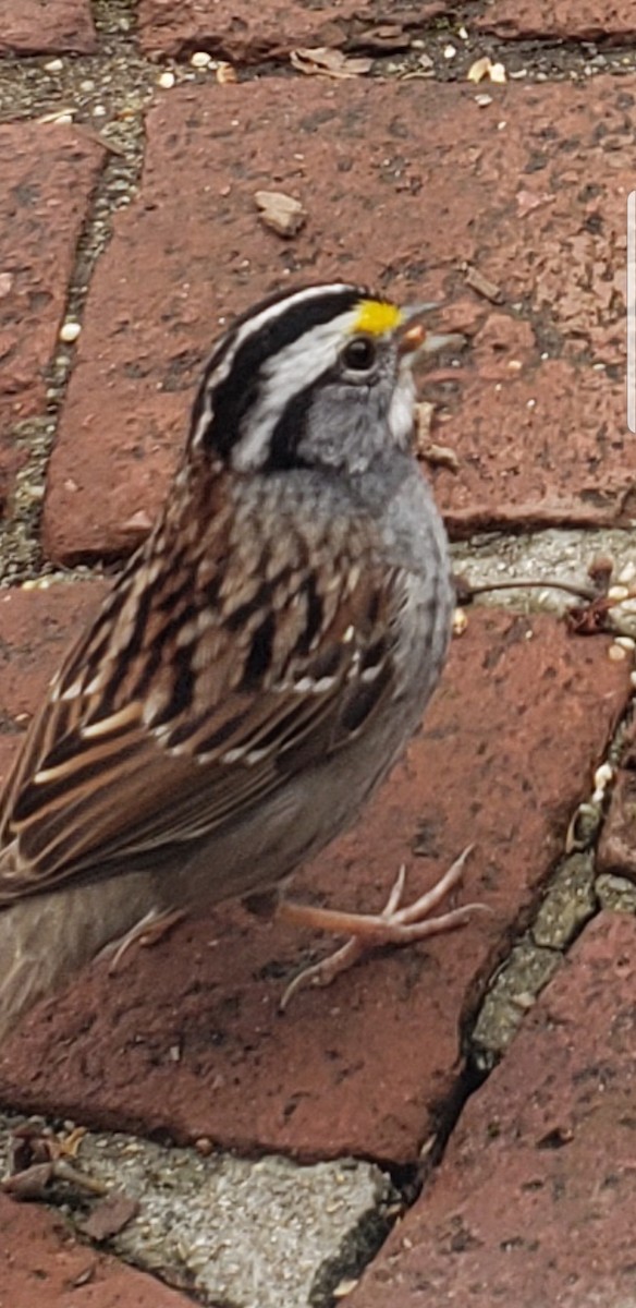 White-throated Sparrow - ML150040841