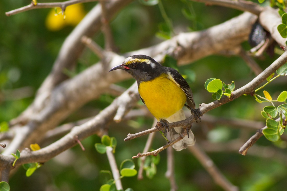 Bananaquit - Jeff Gerbracht