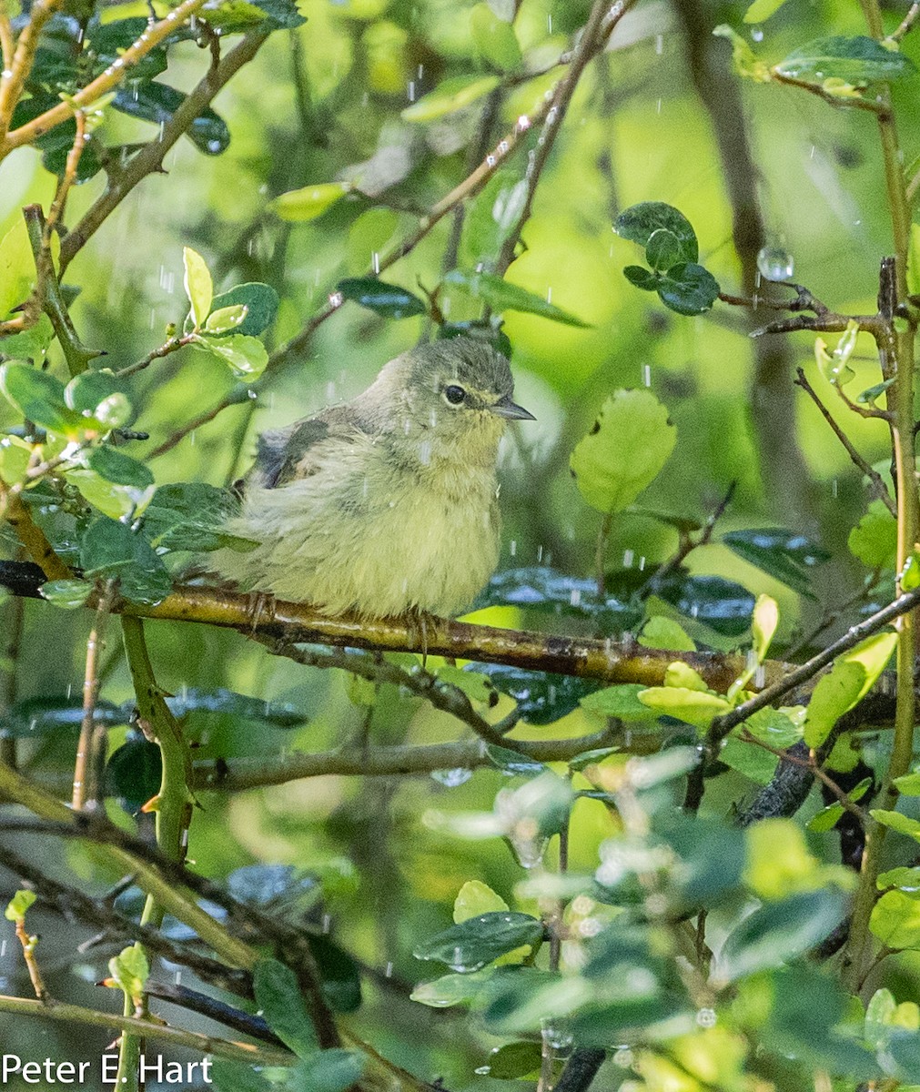 Orange-crowned Warbler - ML150041541