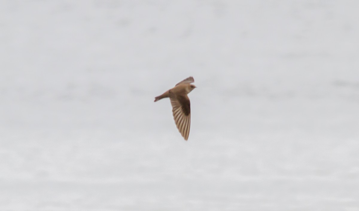 Northern Rough-winged Swallow - ML150043111