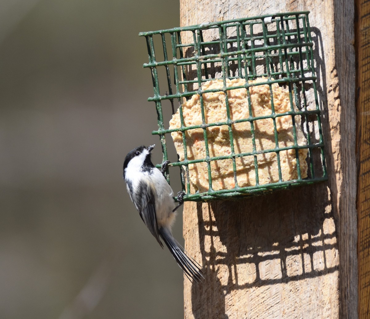 Black-capped Chickadee - Graham Gorgas