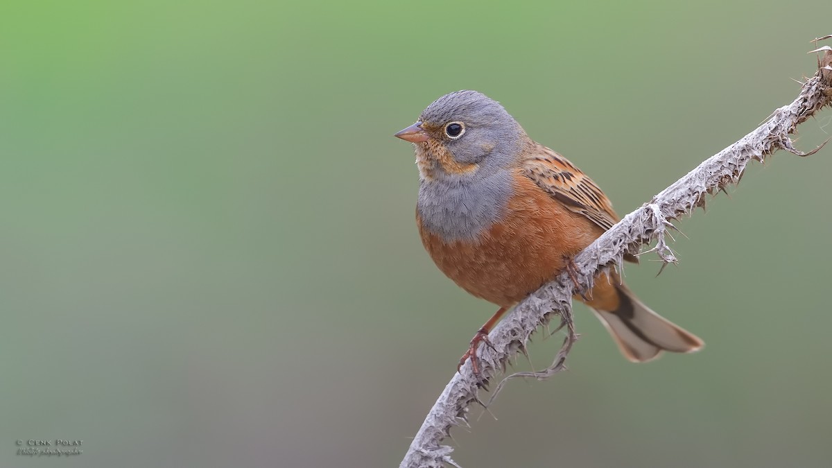 Cretzschmar's Bunting - Cenk Polat