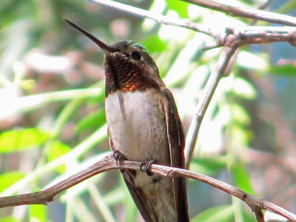 Colibri à queue large - ML150043801