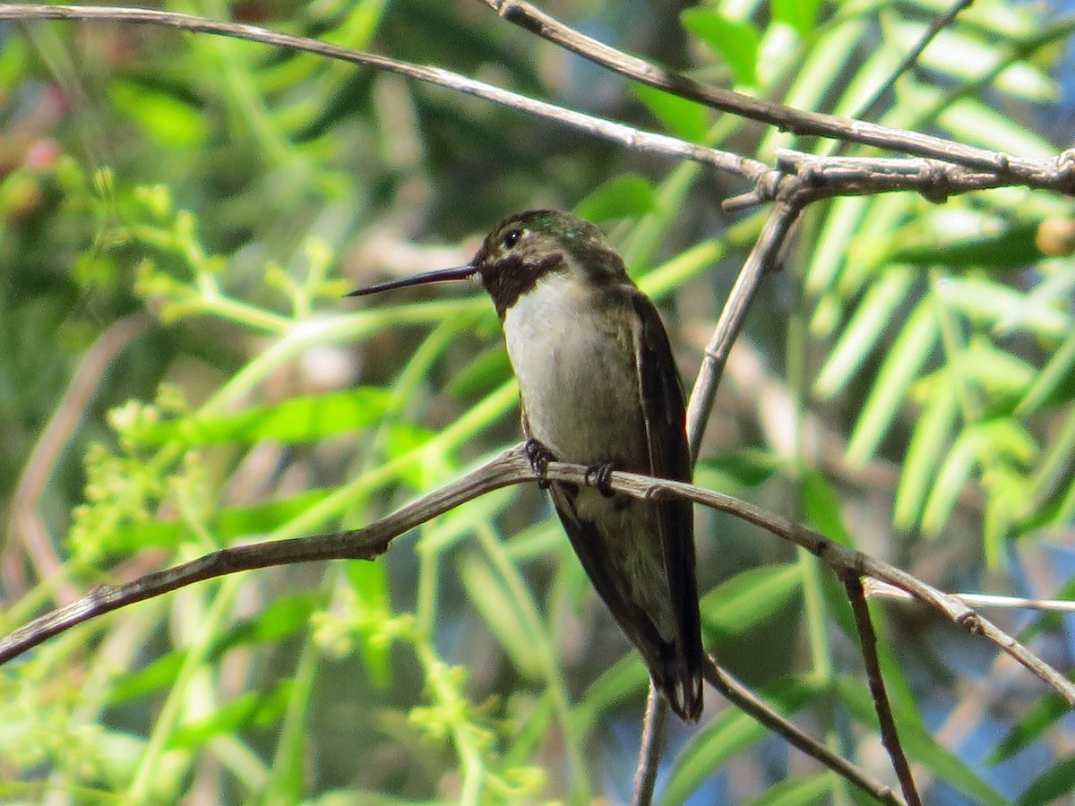 Broad-tailed Hummingbird - ML150043811