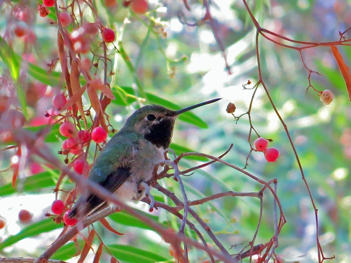 Broad-tailed Hummingbird - ML150043881