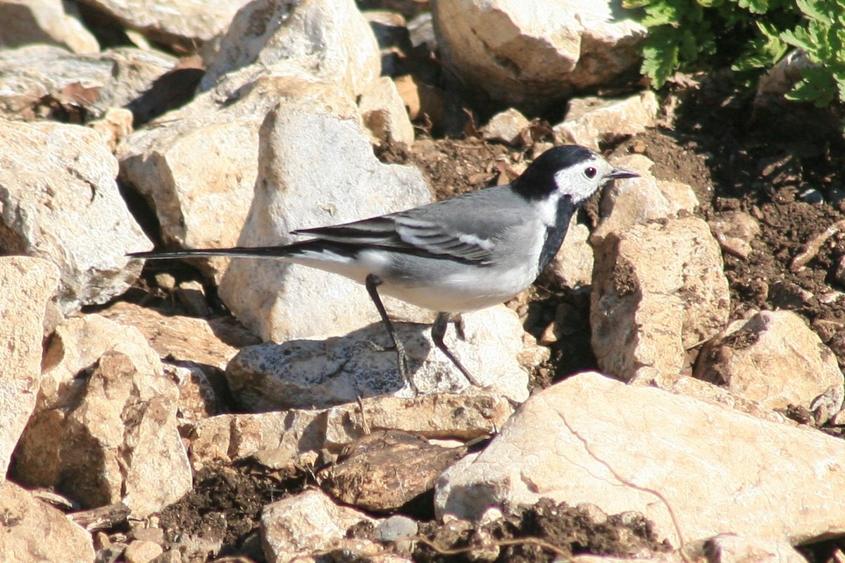 Хөх цэгцгий - ML150043961