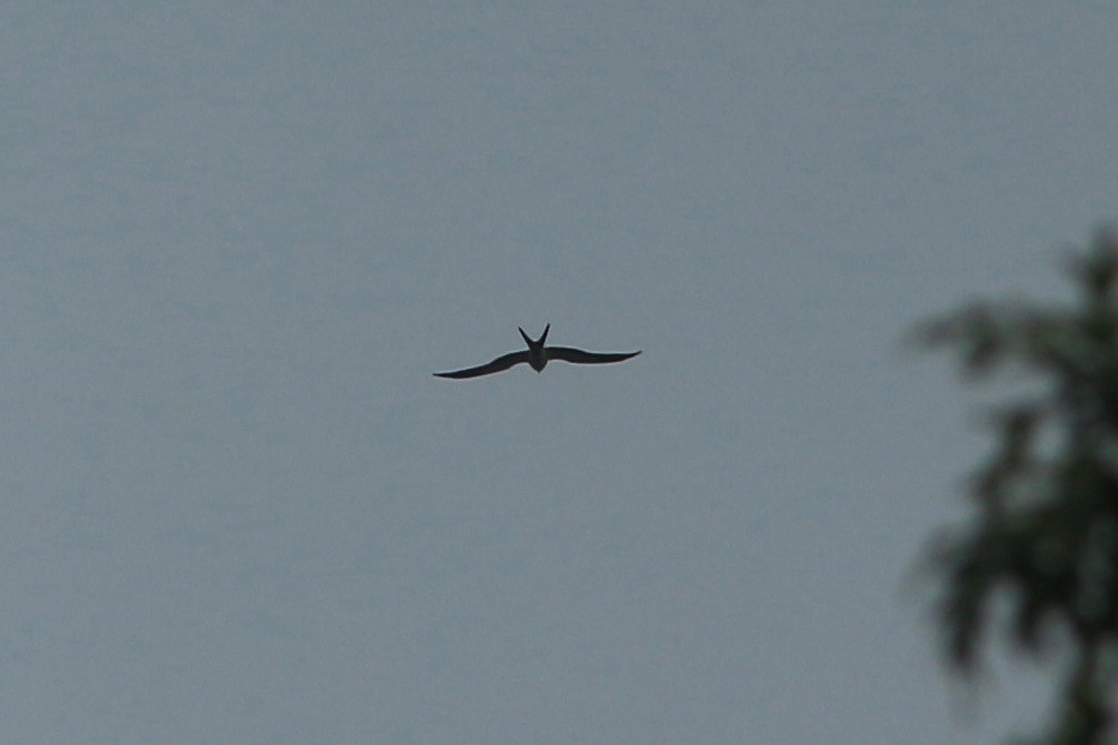 Swallow-tailed Kite - ML150045161