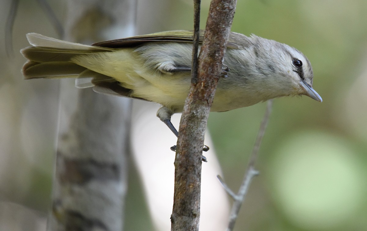 Yucatan Vireo - ML150045911