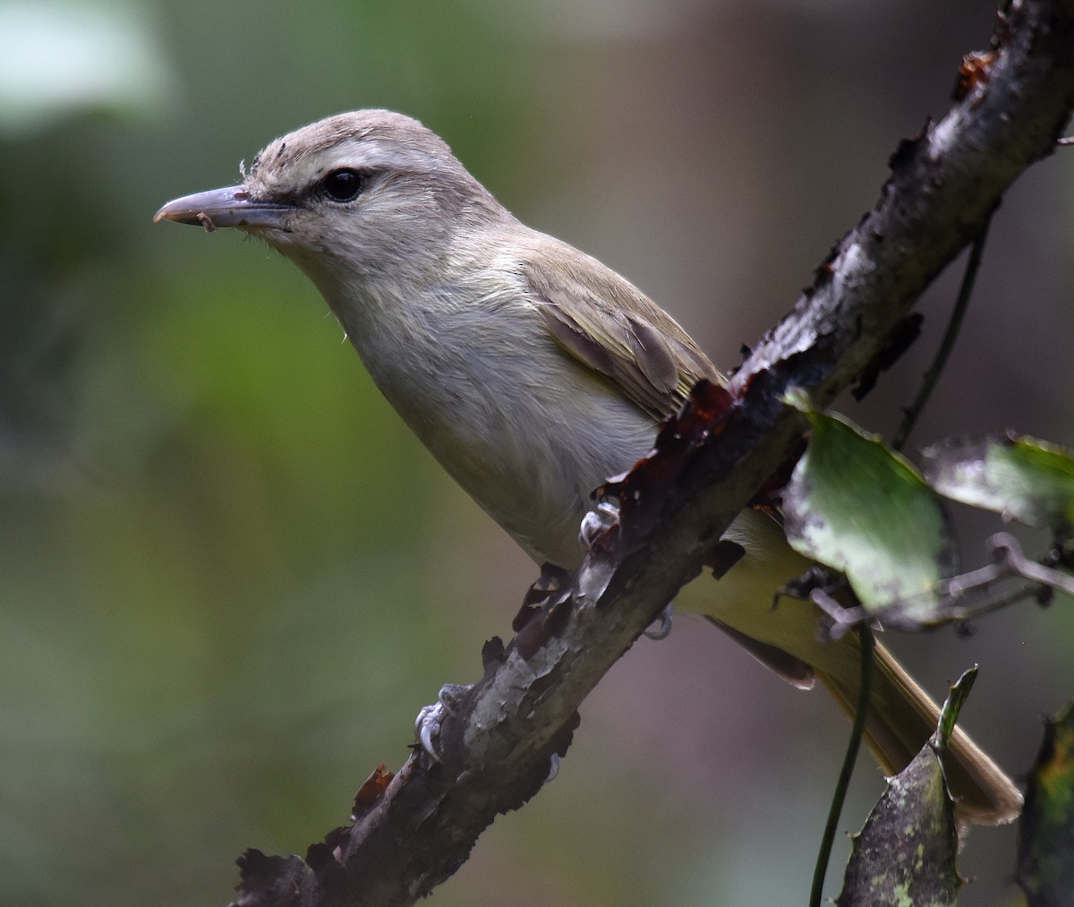 Yucatan Vireo - ML150046011