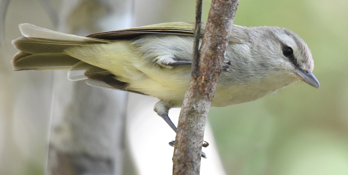 Yucatan Vireo - ML150046031