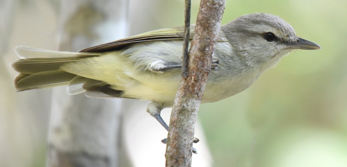 Yucatan Vireo - ML150046041