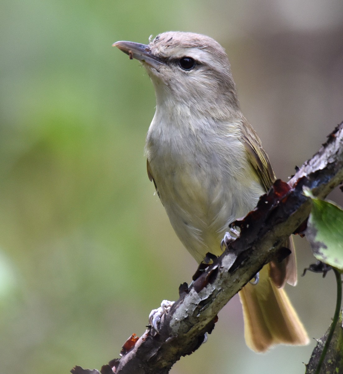 Yucatan Vireo - ML150046081