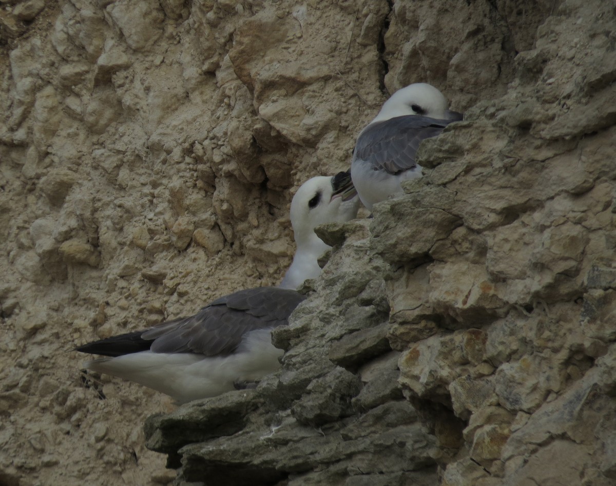 Northern Fulmar - ML150047421