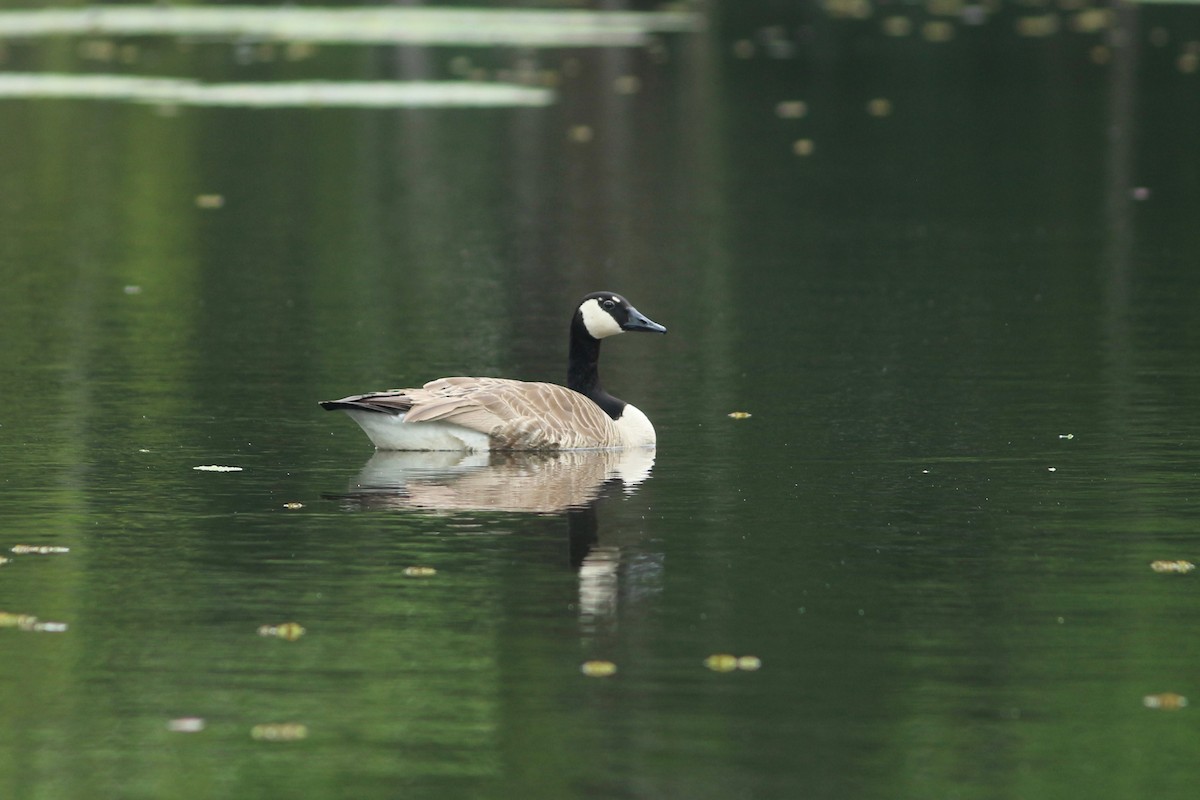 Canada Goose - ML150047701