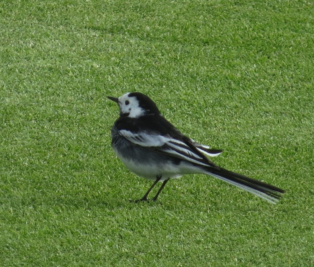 White Wagtail - Amy Lawes