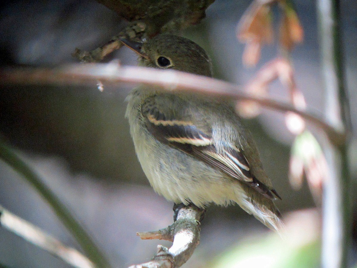 Yellow-bellied Flycatcher - ML150048461