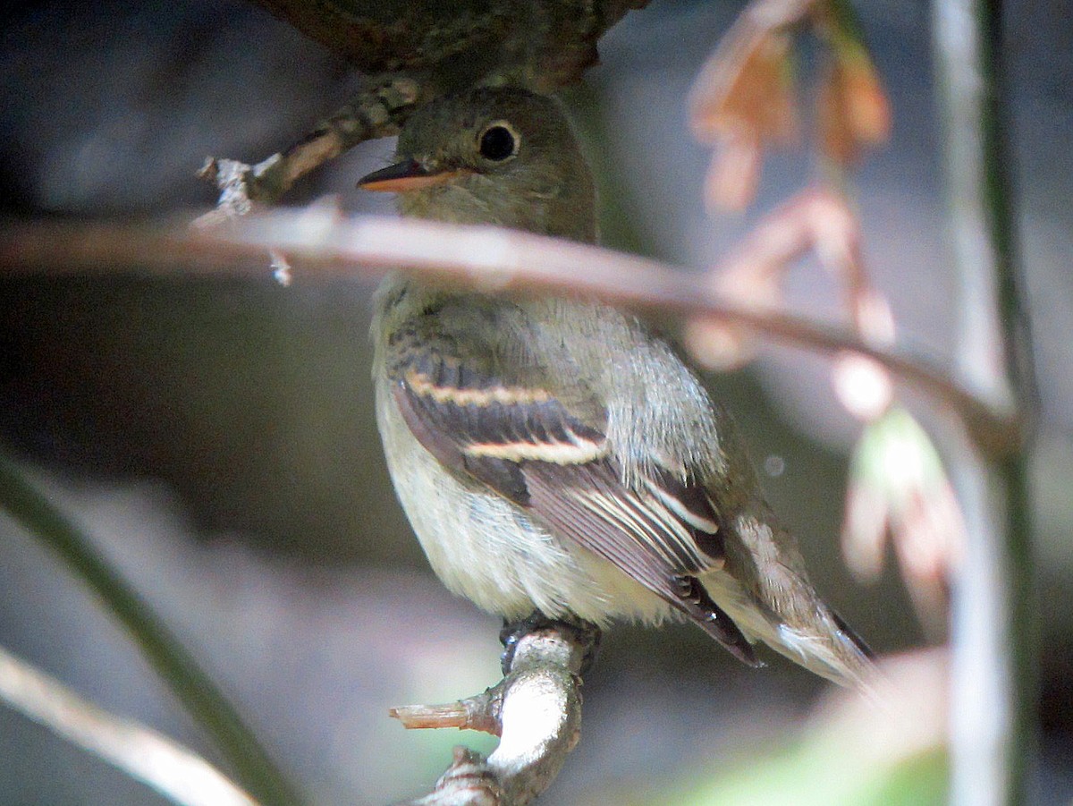 Yellow-bellied Flycatcher - ML150048471