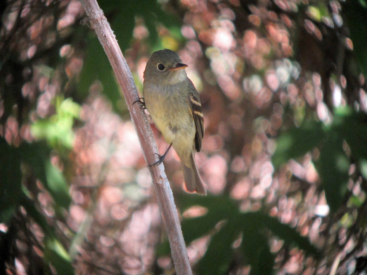 Yellow-bellied Flycatcher - ML150048501