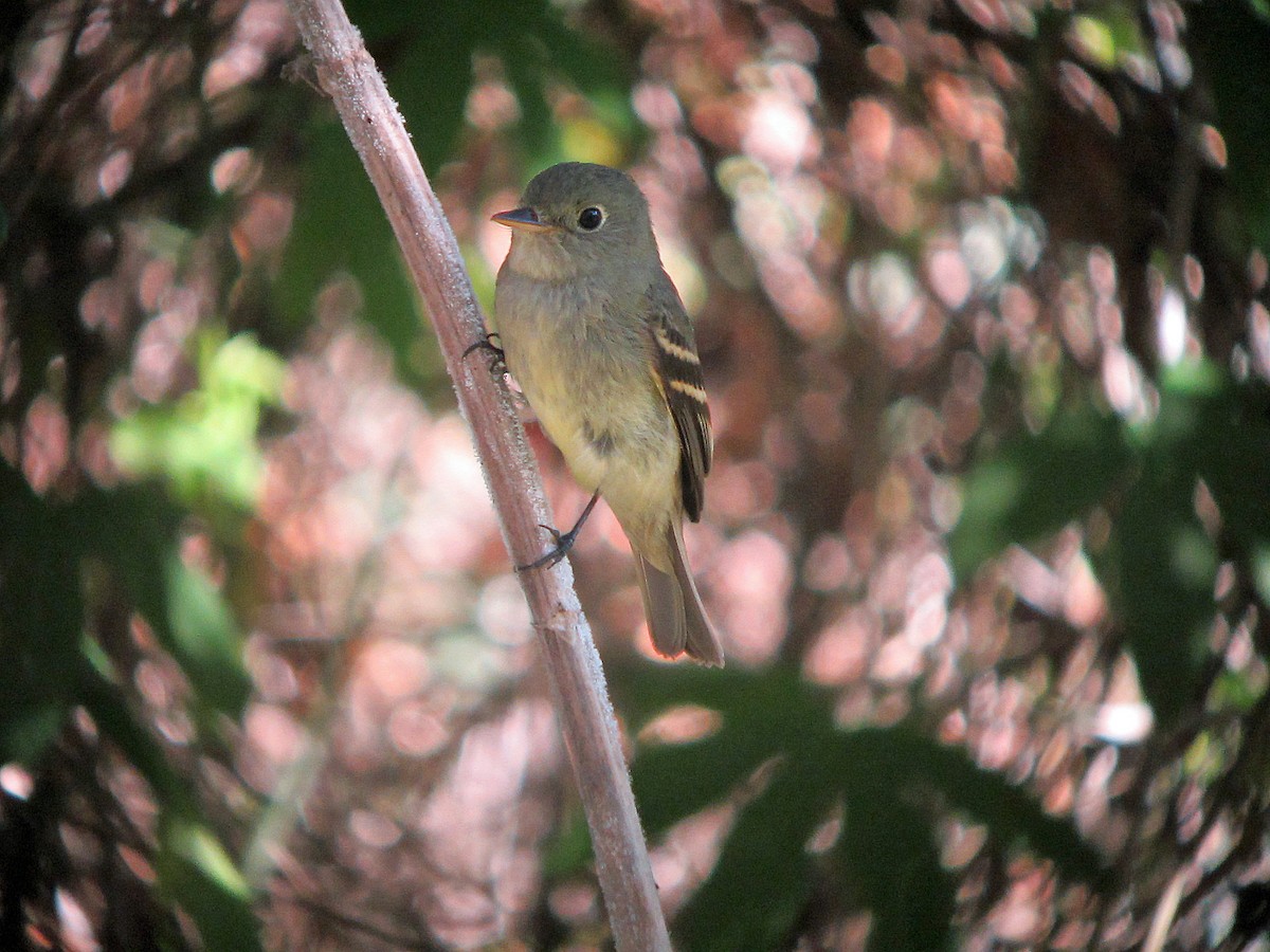 Yellow-bellied Flycatcher - ML150048511