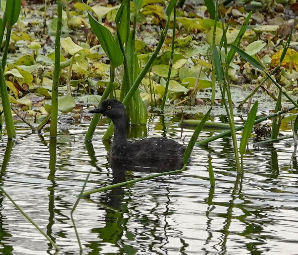 Least Grebe - Doreen LePage