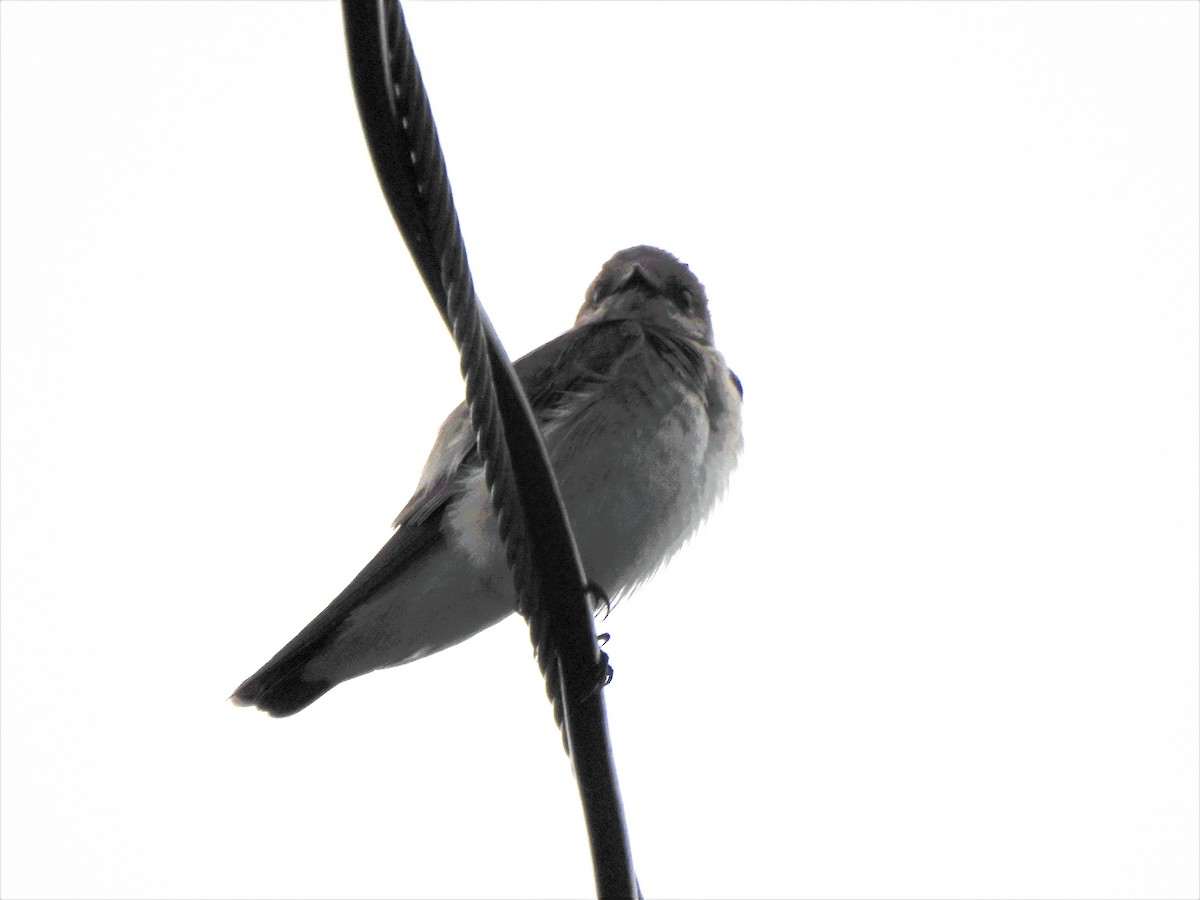 Northern Rough-winged Swallow - ML150051911