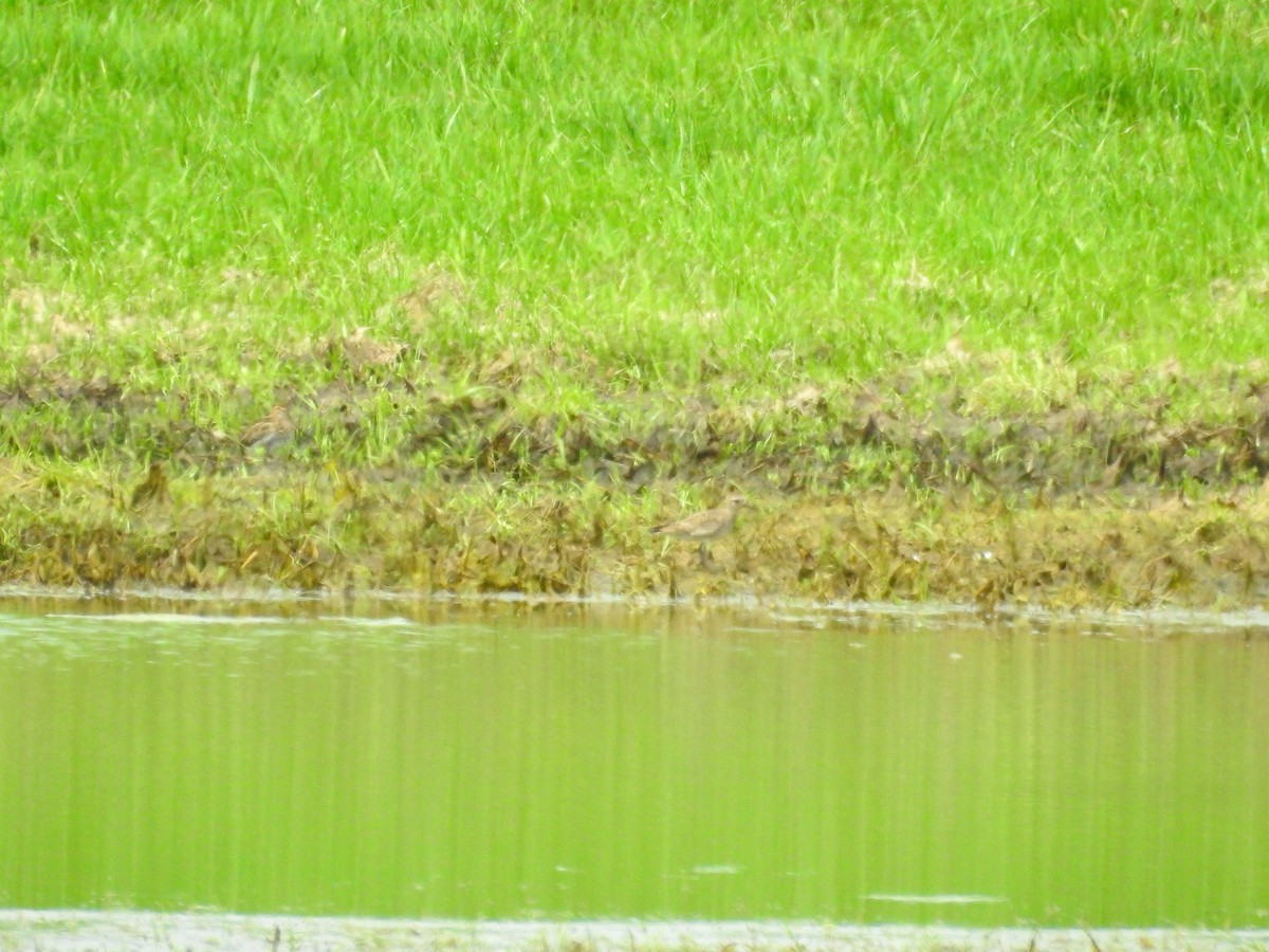 American Golden-Plover - Valerie Wininger