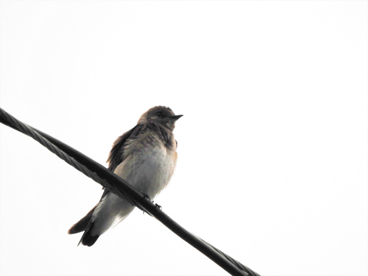 Northern Rough-winged Swallow - ML150051971