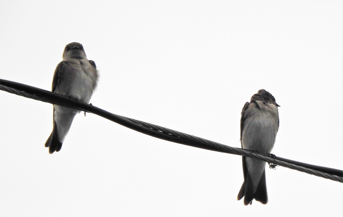 Northern Rough-winged Swallow - ML150052011