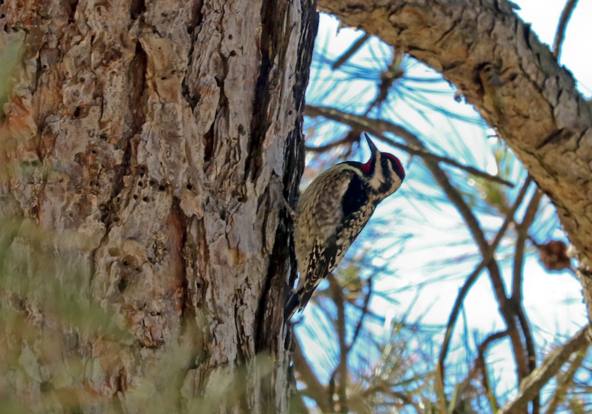 Yellow-bellied Sapsucker - ML150052071