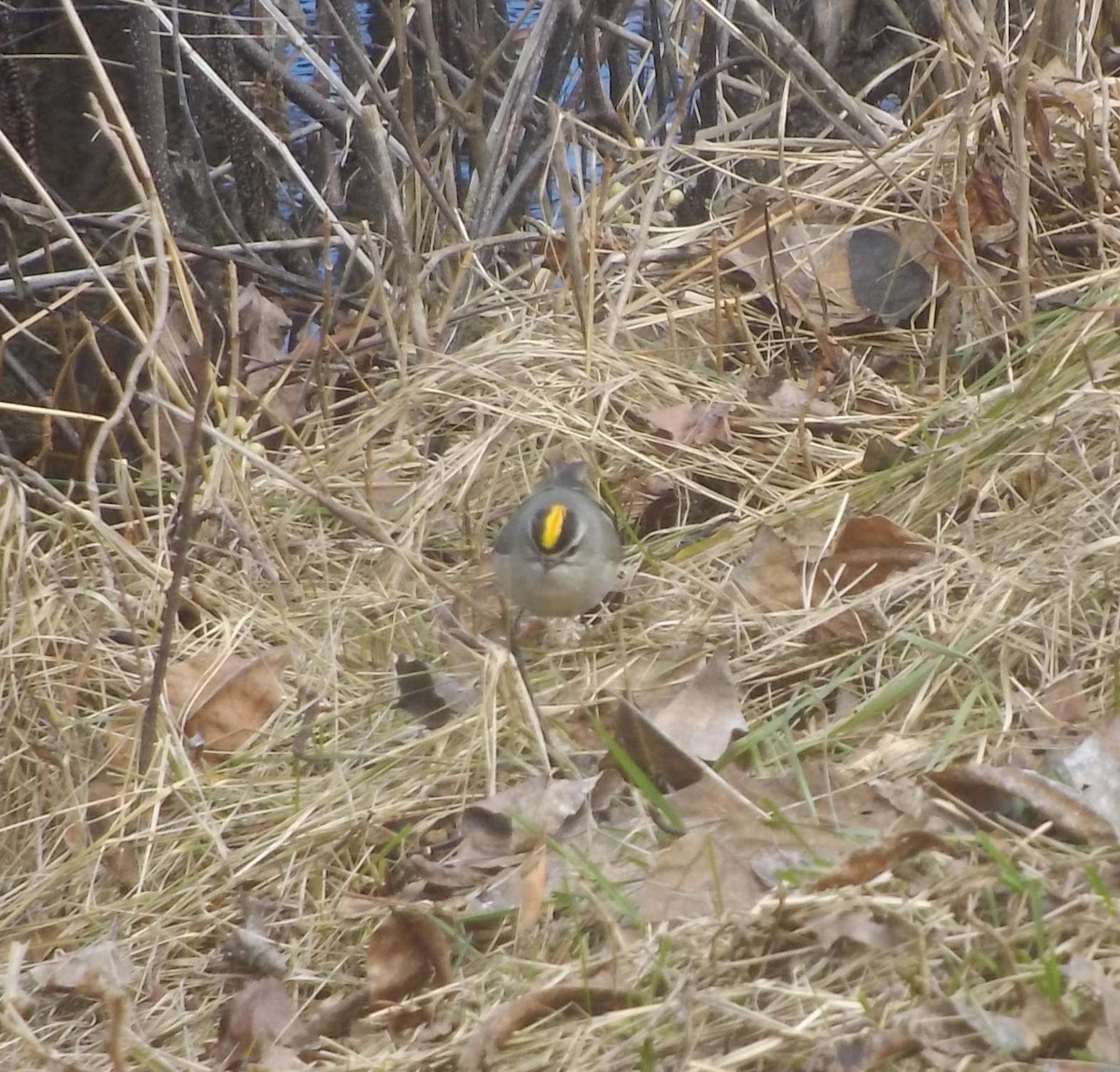 Golden-crowned Kinglet - ML150052521