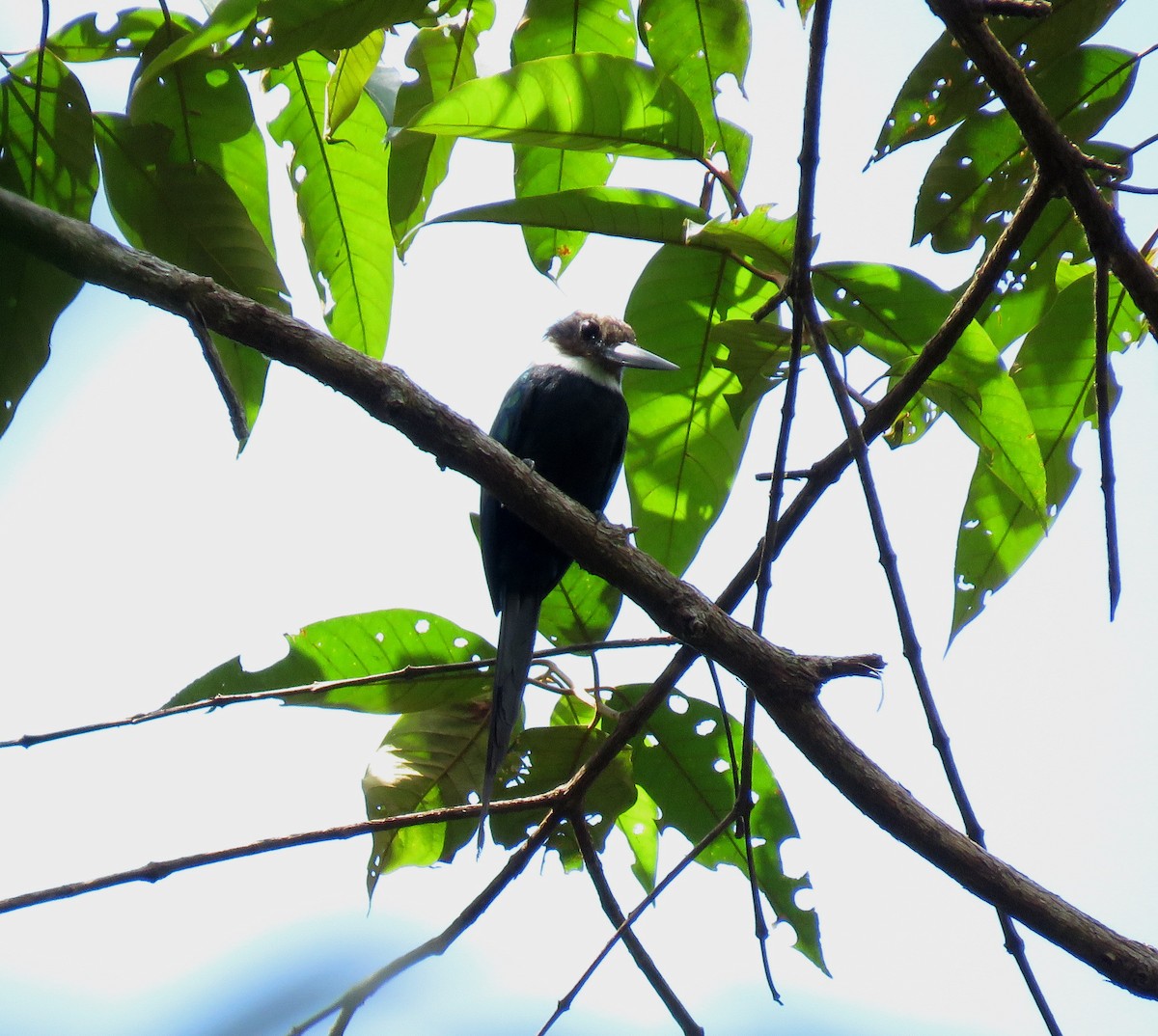 Jacamar à longue queue - ML150052981