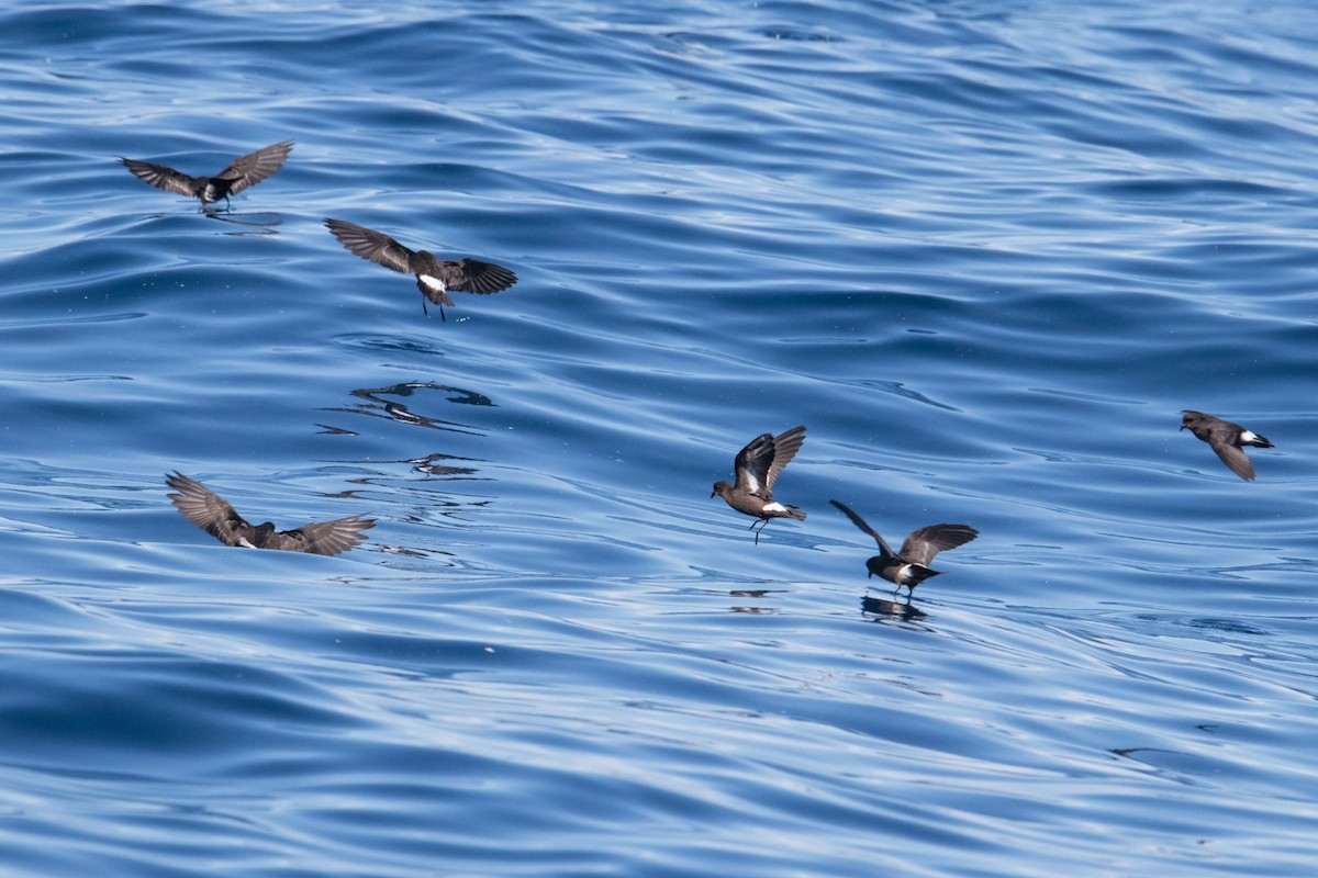 European Storm-Petrel - ML150053481