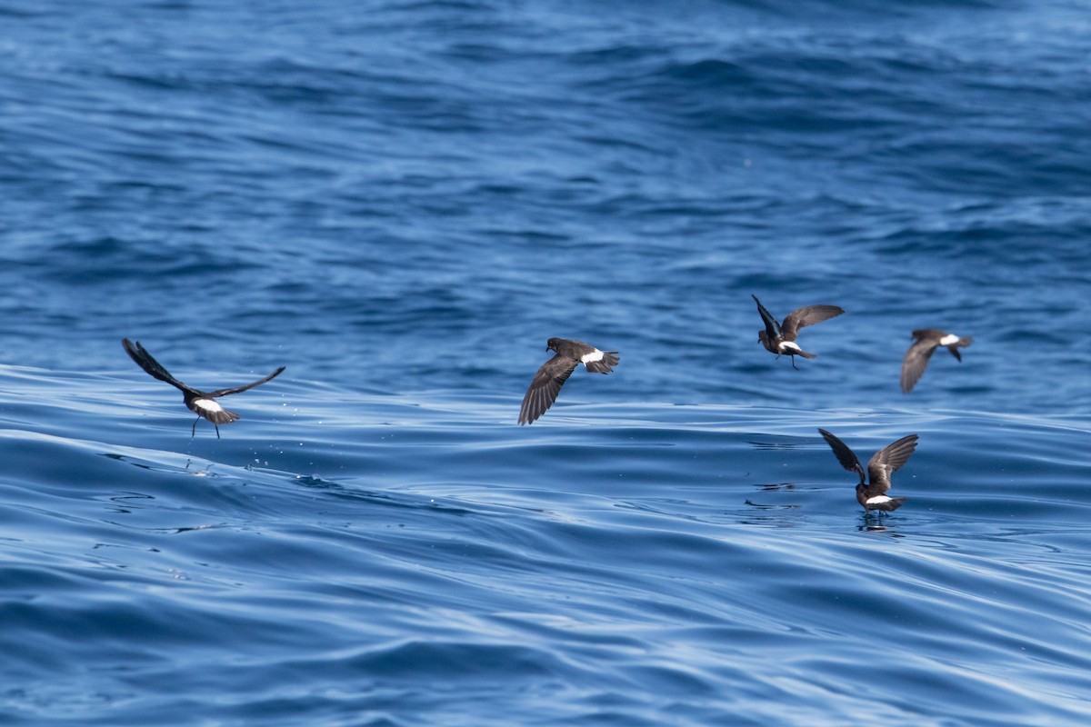 European Storm-Petrel - Peter  Steward