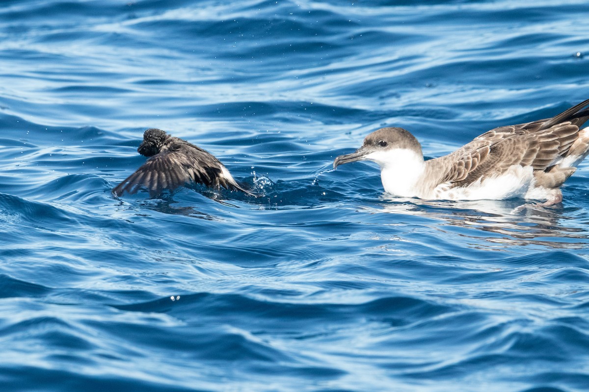 Leach's Storm-Petrel (Leach's) - ML150053641