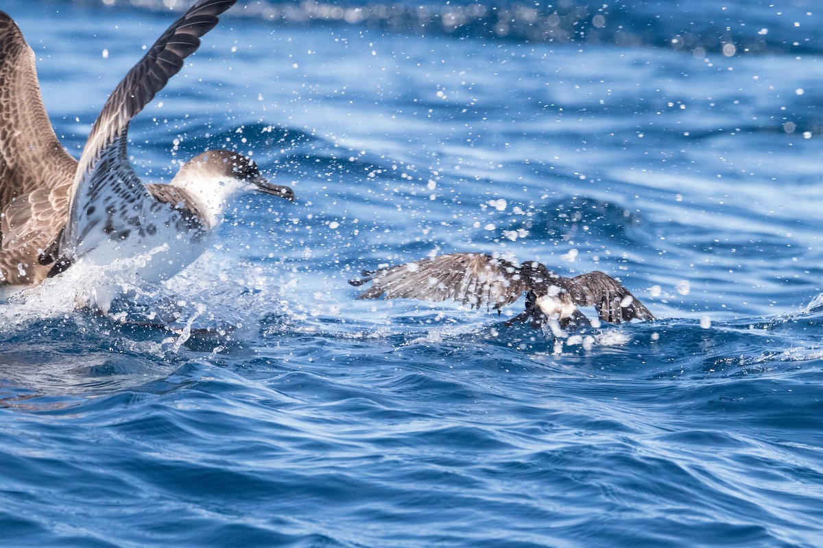 Leach's Storm-Petrel (Leach's) - ML150053651