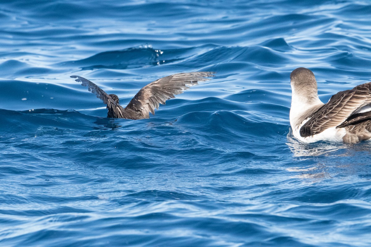 Leach's Storm-Petrel (Leach's) - ML150053671