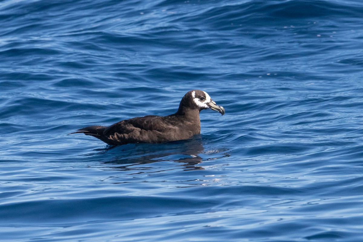 Spectacled Petrel - Peter  Steward