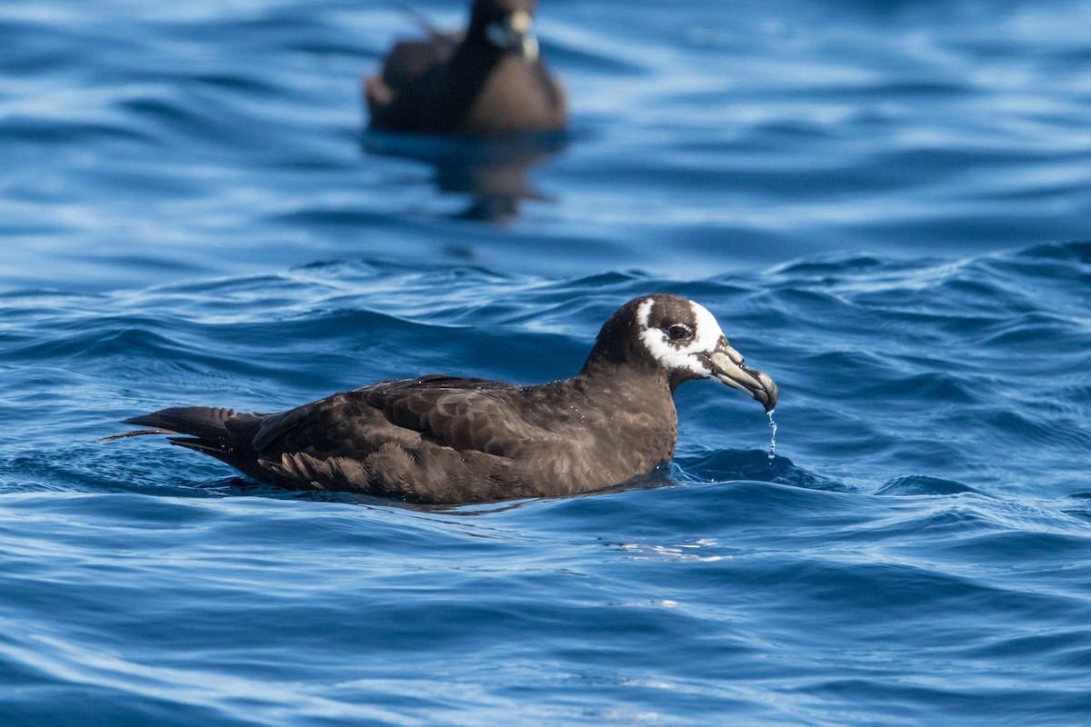 Spectacled Petrel - Peter  Steward