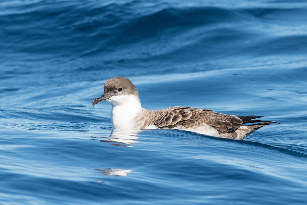 Great Shearwater - ML150053881