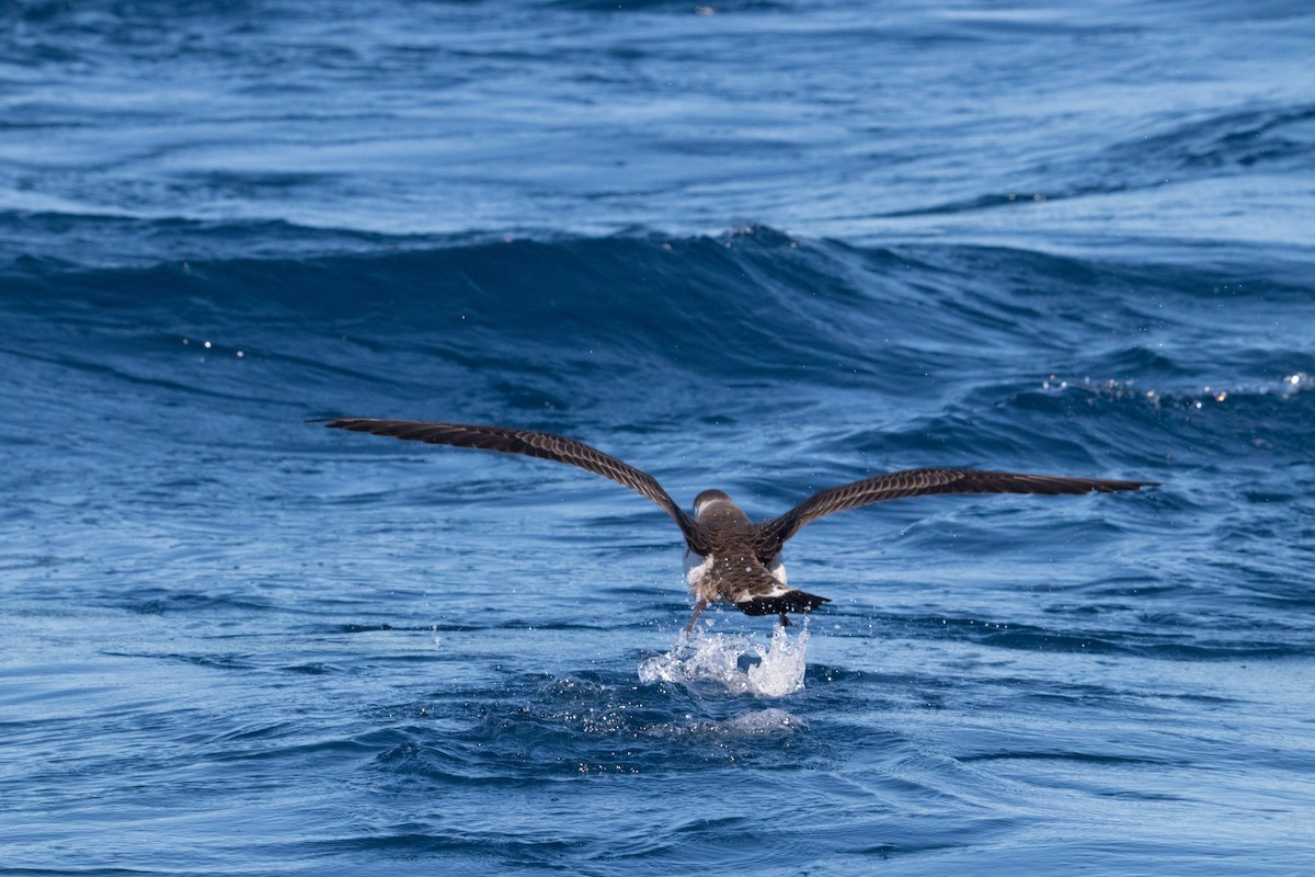 Great Shearwater - ML150053951