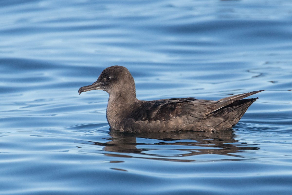 Sooty Shearwater - ML150054021