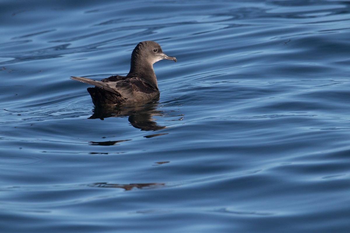 Sooty Shearwater - ML150054031